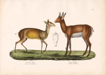 Natal-antilope og bjerg-antilope