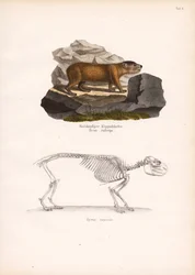 Rødhovedet klippehyrax og skelet af Cape Rock Hyrax