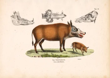 Red River Hog med udsigt til unge og kranium