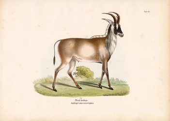 Roan-antilope