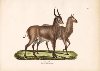 Senegal-antilope