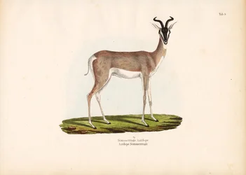 Soemmerrings gazelle