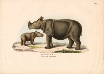 Sumatra-næsehorn med kalv