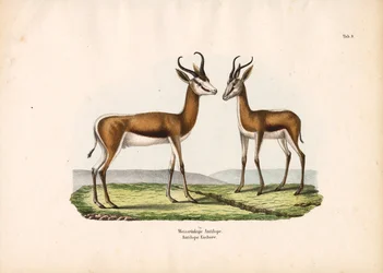 Hvidrygget antilope som par
