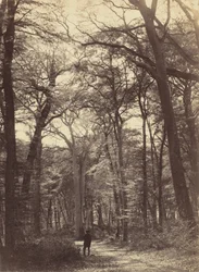 Skovscene, ca. 1865.