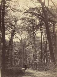 Skovscene, ca. 1865 (foto)