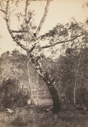Studie af et birketræ, Barbizon, 1860