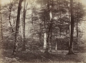Uden titel The Forest of Fontainbleau, ca. 1874.