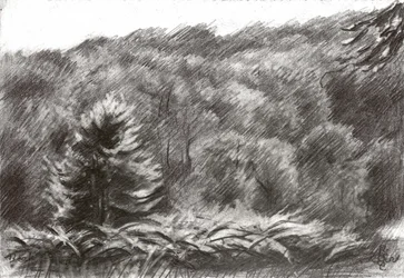 Tegning af en fyrreskov