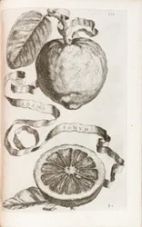 Adams æble, plade 313 fra "Hesperides or the Evil Culture and Usage of Golden Books" af Giovanni Battista Ferrari, 1646