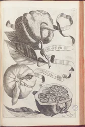 Horned Orange, tallerken 409 fra "Hesperides or de Malorum Aureorum Cultura et Usu Libri quatuor" af Giovanni Battista Ferrari, 1646