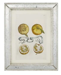 Appelsiner, tallerken 405 fra "Hesperides or de Malorum Aureorum Cultura et Usu Libri quatuor" af Giovanni Battista Ferrari, 1646