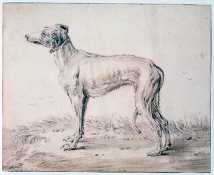 Greyhound, 1644