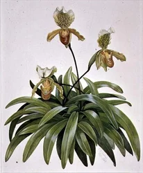 PD.412-1973 Dametøffelorkide fra Nepal (Paphiopedilum insigne)