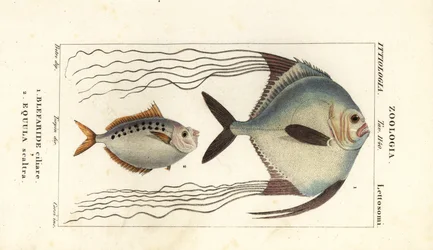 Afrikansk pompano, Alectis ciliaris, Blepharis ciliaris, Blefaride ciliare 1 og hestefisk, Poulain ruse, Leiognathus equulus 2
