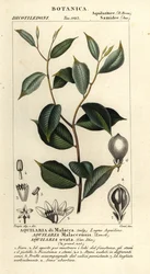 Agartræ, Aquilaria malaccensis, kritisk truet