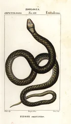 Amethystin python, Simalia amethistina