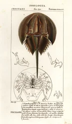Atlantisk hesteskokrabbe, Limulus polyphemus