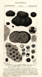 Sort trøffel, Tuber melanosporum (madknold, spiselig trøffel, lycoperdonknold)