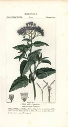 Sommerfugletåge, Ageratum corymbosum