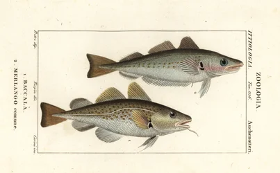 Torskefisk, Gadus morhua, Baccala 1 og hvilling, Merlangius merlangus, Merlango comune 2