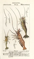 Almindelige rejer, Crangon crangon 1, pink rejer, Pandalus montagui 2 og Aegaeon cataphractus 3