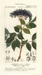 Europæisk sort hyld, Sambucus nigra, Sambuco nero o comune