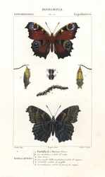Europæisk dagpåfugleøje, Aglais io