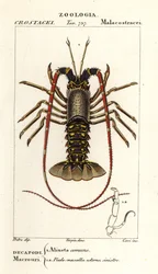 Europæisk jomfruhummer, Palinurus elephas