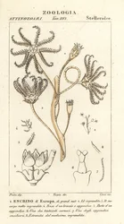 Uddøde crinoid Encrinus, Encrino dEuropa