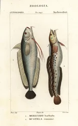 Gaffelskæg, Phycis phycis 1 og femskæg rockling, Ciliata mustela
