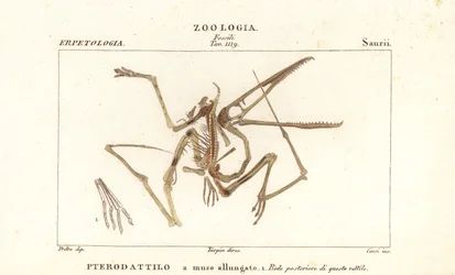 Fossilt skelet af en uddød pterodactyl, Pterodactylus antiquus