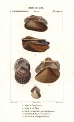 Ferskvands arkmuslinger