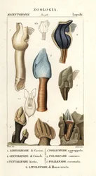 Gåsebryne