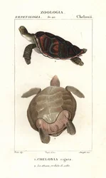 Grøn havskildpadde, Chelonia mydas truet