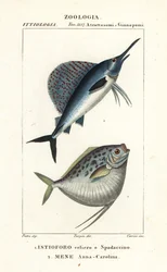 Indo-Pacific sejlfisk, Istiophorus platypterus 1 og månefisk, Mene maculata 2