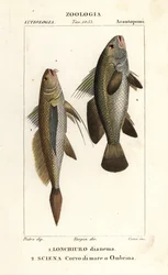 Longtail croaker, Lonchurus lanceolatus 1 og mager, croaker, stenbasse, shadefish, Argyrosomus regius 2