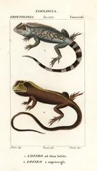 Lyreshead øgle, Lyriocephalus scutatus 1 og dykkerøgle eller mophead leguan, Uranoscodon superciliosus 2