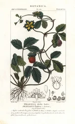 Spot jordbær, Potentilla indica
