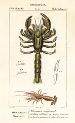 Mudderhummer og mudderrejer