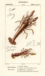 Mudderhummer og mudderrejer
