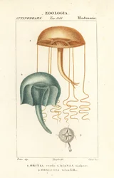 Medusa med blotte øjne, Orythia viridis, Oritia verde 1 og hydrozoaner, Geryonia proboscidalis, Dianea gabert 2 og Liriope tetraphylla, Gerionia tetrafilla 3