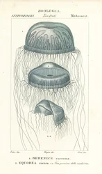 Medusa-vandmander med blotte øjne, Berenix euchroma 1 og krystalgelé, Aequorea cyanea 2
