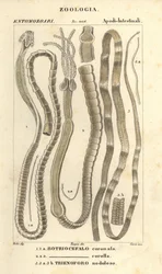 Parasitiske orme og bændelorm, Bothriocephalus coronatus 1, Bothriocephalus corolla 2, og geddebændelorm, Triaenophorus nodulosus 3