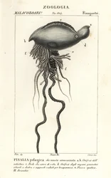 Portugisisk krigsmand, Physalia physalis