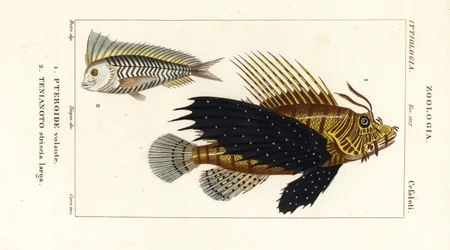 Rød løvefisk, Pterois volitans, Pteroide volante 1 og blå blanquillo, Taenianotus latovittatus, Tenianoto striata larga 2