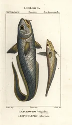 Roughhead grenadier eller løgøje grenadier, Macrourus berglax 1 og hulsnout grenadier, Coelorhynchus caelorhincus (Lepidoleprus coelorhynchus) 2