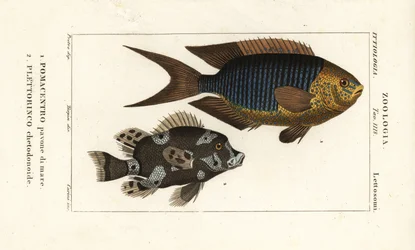 Sapphire damsel, Pomacentrus pavo, pavone di mare 1 og harlequin sweetlips, Plectorhinchus chaetodonoides, Plettorinco chetodonoides 2