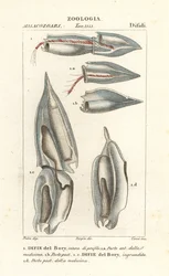 Siphonophores, Diphyes dispar, Diphyes boryi, Difie del Bory