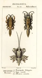 Arter af muldvarpekrabber eller sandkrabber